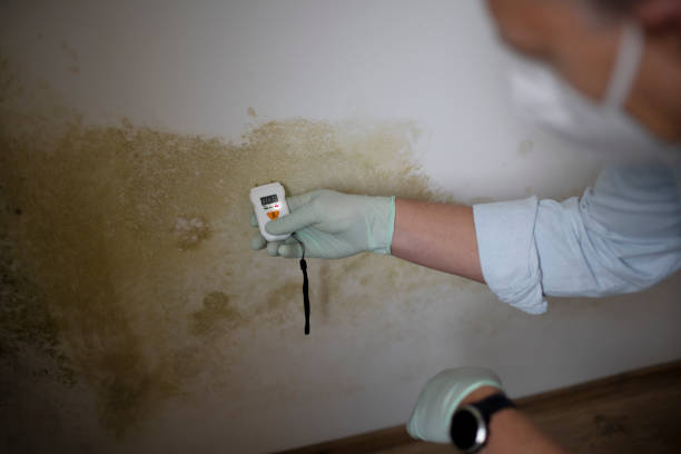 Why You Should Choose Our Mold Remediation Services in Fairfax, VA